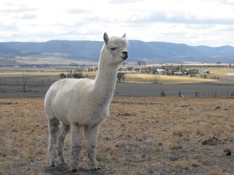 Warwick QLD 4370