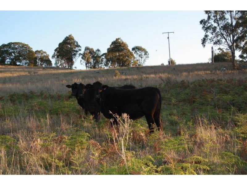 168 Cullendore Creek Road, Cullendore NSW 2372