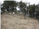 Lot 101 Wylie Creek Road, Wylie Creek NSW 2372