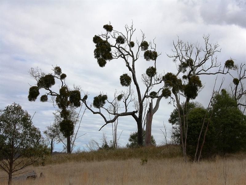 Lot 101 Wylie Creek Road, Wylie Creek NSW 2372