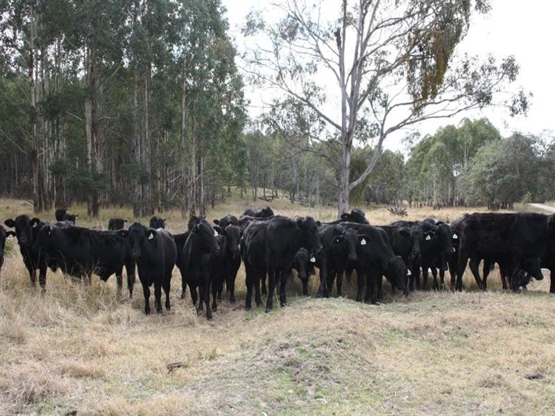 Lot 101 Wylie Creek Road, Wylie Creek NSW 2372