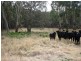Lot 101 Wylie Creek Road, Wylie Creek NSW 2372