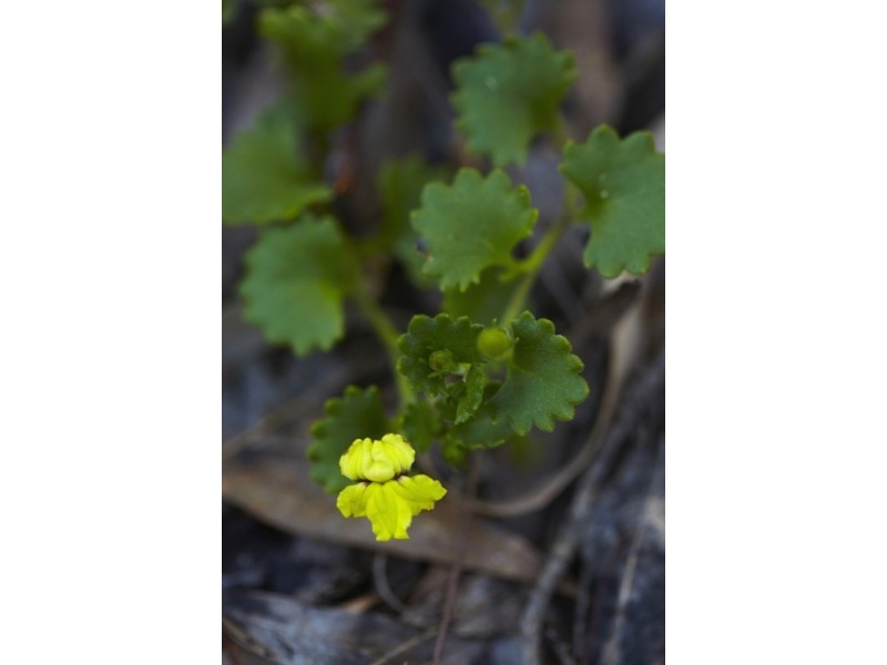 Howes Valley NSW 2330