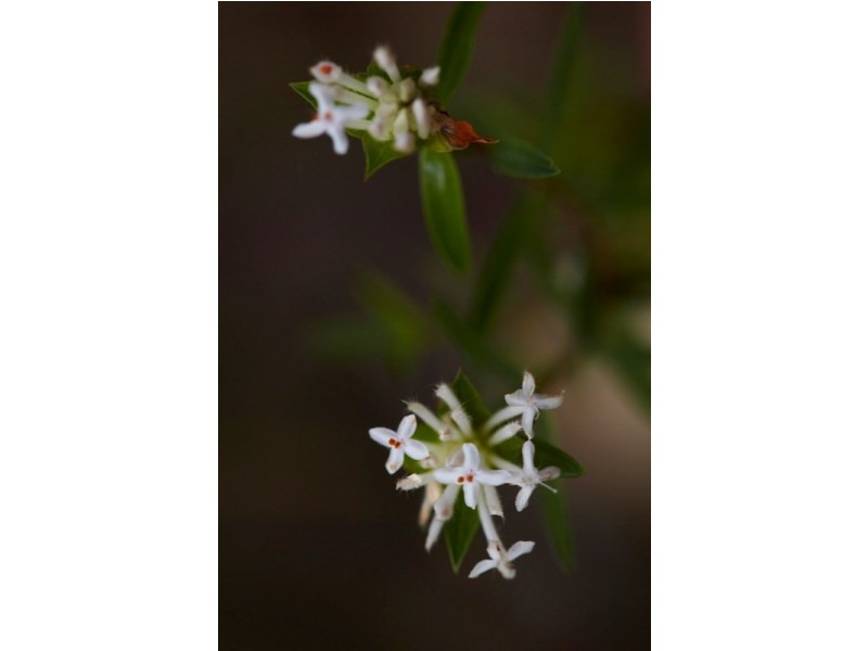 Howes Valley NSW 2330