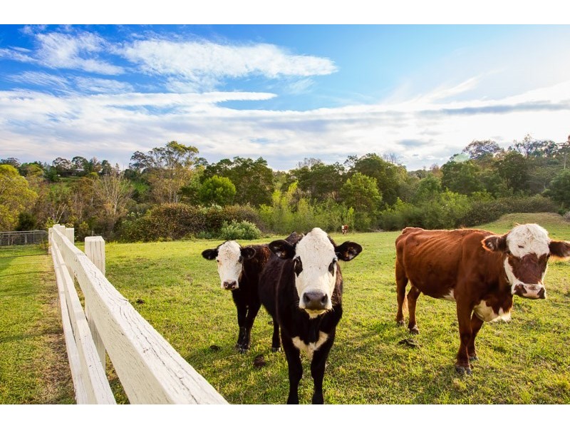 14 Patterson Lane, Grose Vale NSW 2753