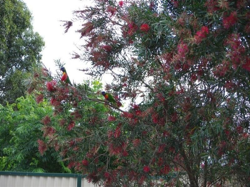 5 Jenkyn Place, Bligh Park NSW 2756