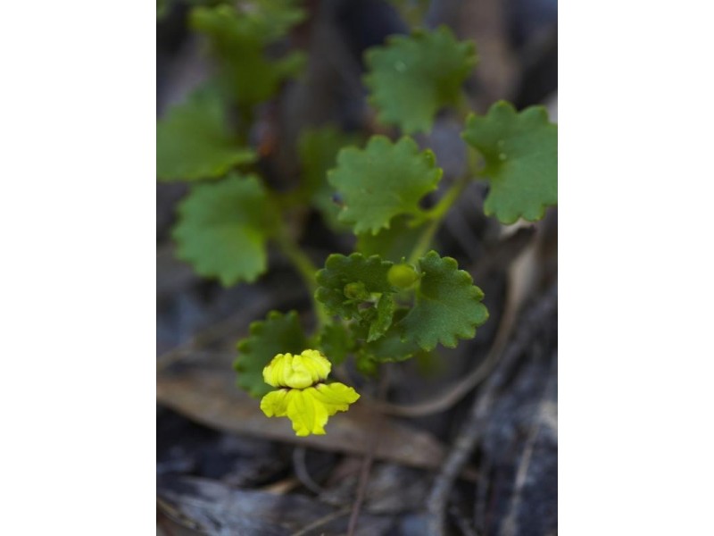 Howes Valley NSW 2330