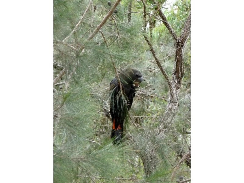 Howes Valley NSW 2330