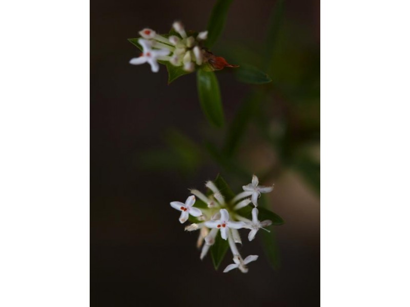 Howes Valley NSW 2330