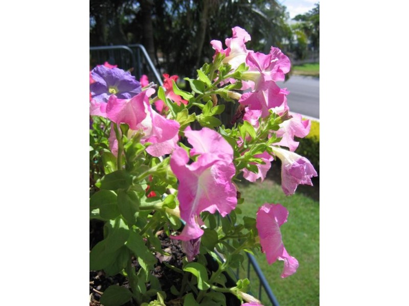 41 Park Street, Pimlico QLD 4812