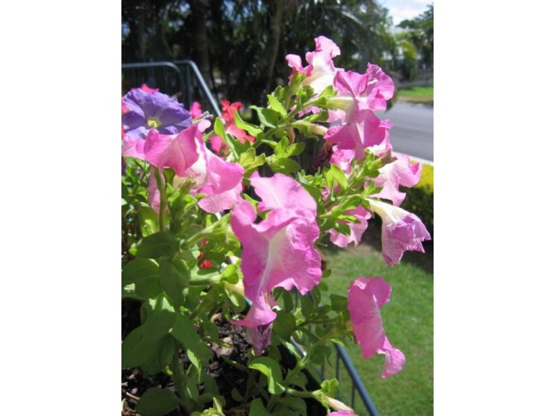 41 Park Street, Pimlico QLD 4812