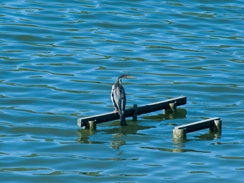 52 Martinez Avenue, West End QLD 4810