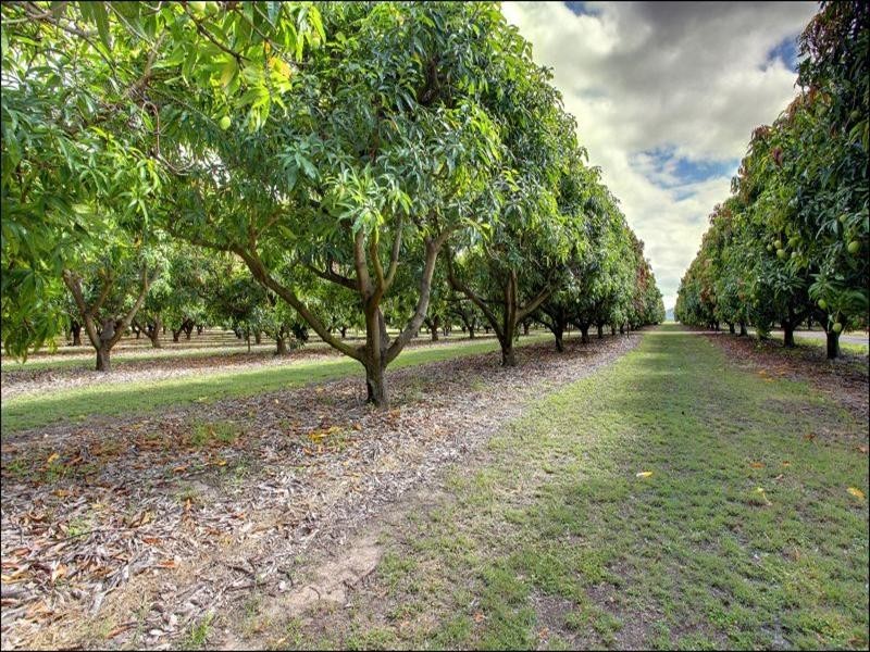 15 Williams Road, Alligator Creek QLD 4816