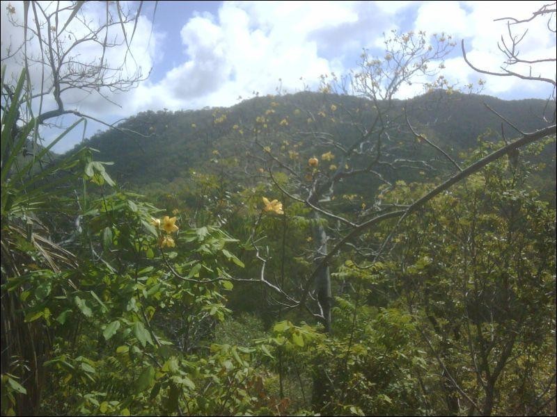 46 Kelly Street, Nelly Bay QLD 4819