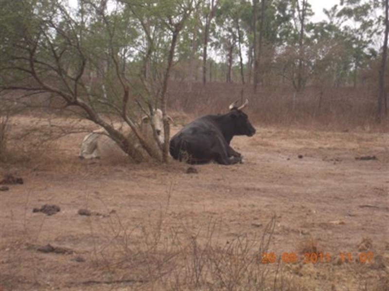 68 Slayton Road, Jensen QLD 4818