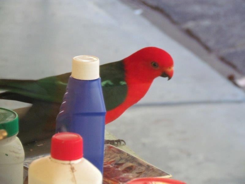 488 Scotts Head Road, Way Way NSW 2447