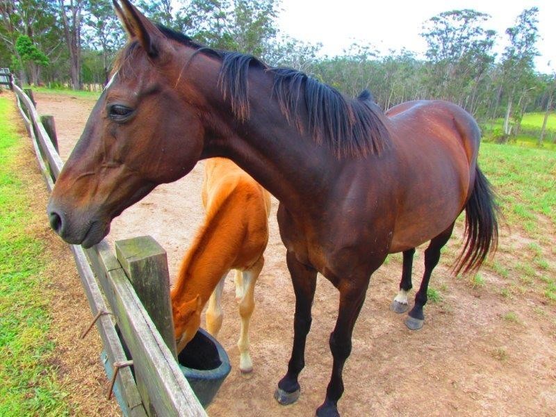 26 Boulton Close, Gumma NSW 2447