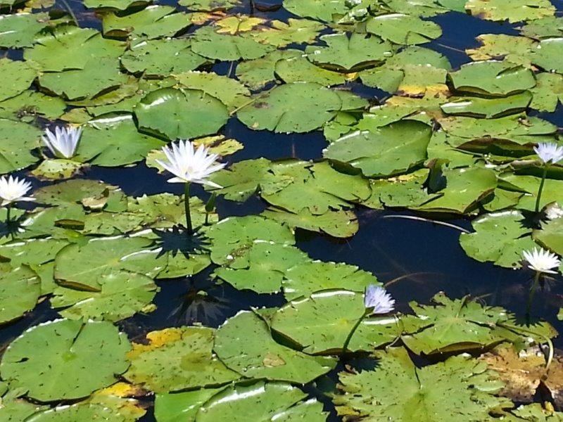 Lot 42 Old Coast Road, North Macksville NSW 2447