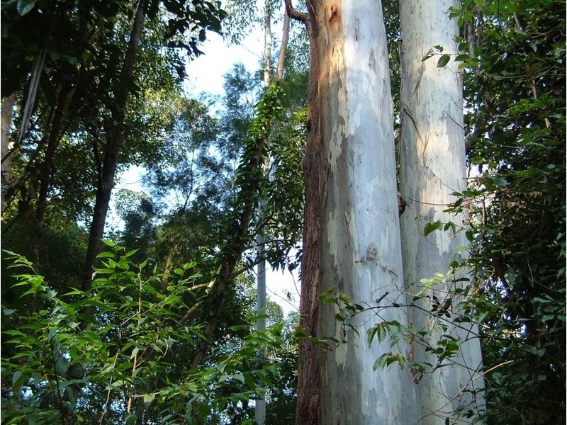 359 Rosewood Road, Warrell Creek NSW 2447