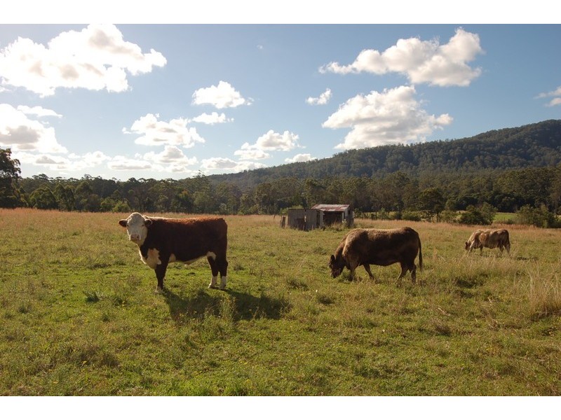 279 Eungai Creek Road, Eungai Creek NSW 2441