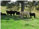 Macksville NSW 2447