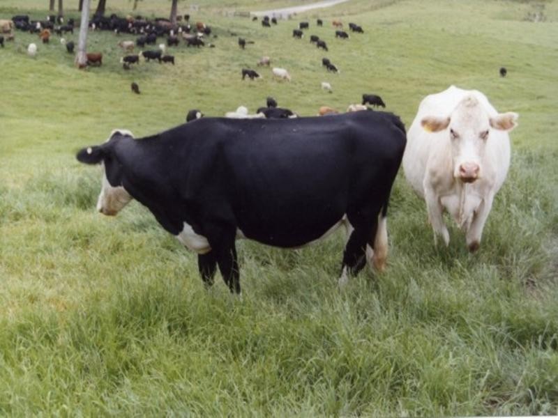 2927 Taylors Arm Road, Macksville NSW 2447