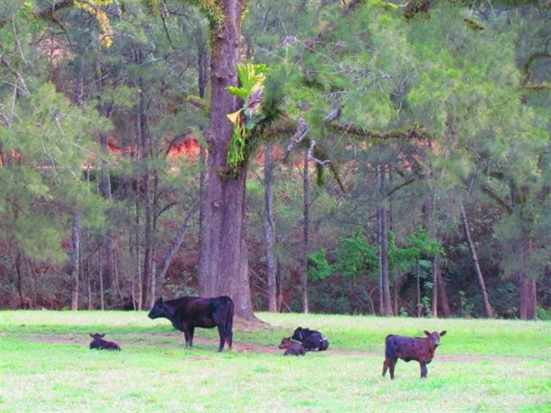 1290 Missabotti Road, Bowraville NSW 2449