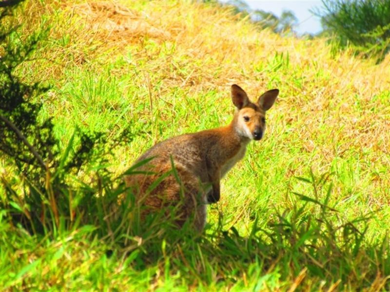 1290 Missabotti Road, Bowraville NSW 2449