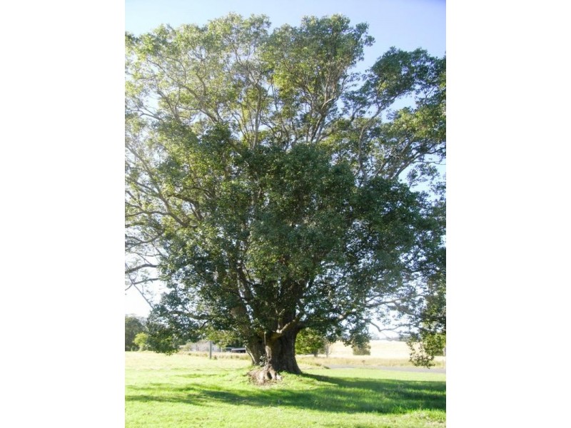 Warrell Creek NSW 2447