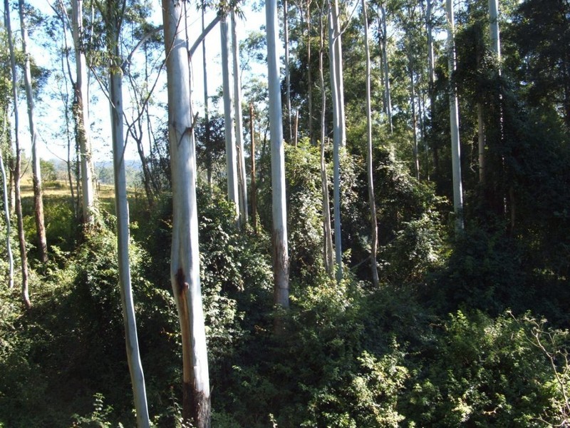 412 Browns Crossing Road, Eungai Creek NSW 2441