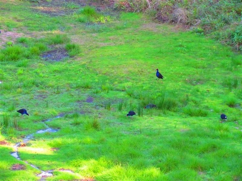 193 Florence Wilmont Drive, Nambucca Heads NSW 2448