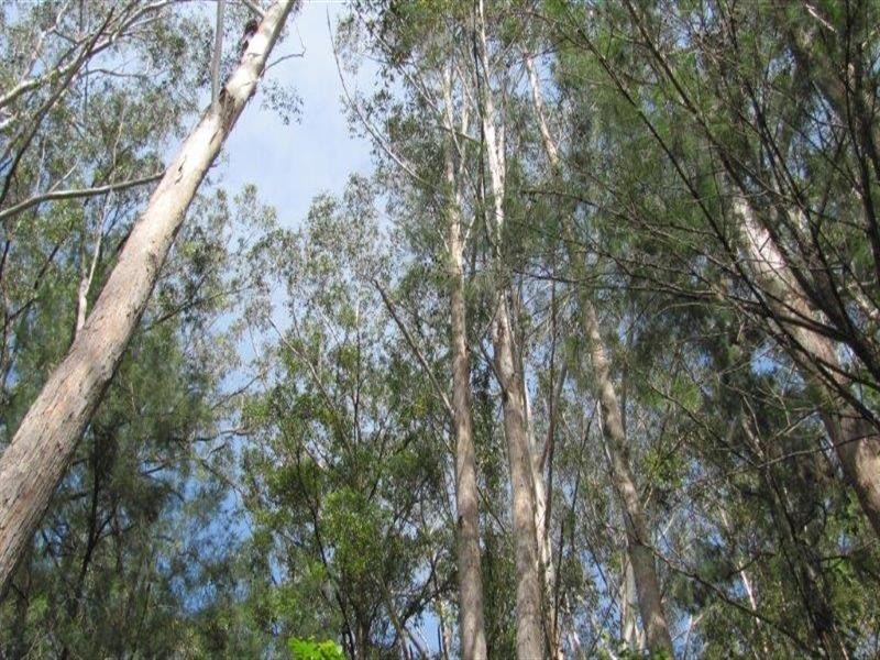 Lot 8 Mitchell’s Road, Valla NSW 2448