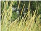 Lot 8 Mitchell’s Road, Valla NSW 2448