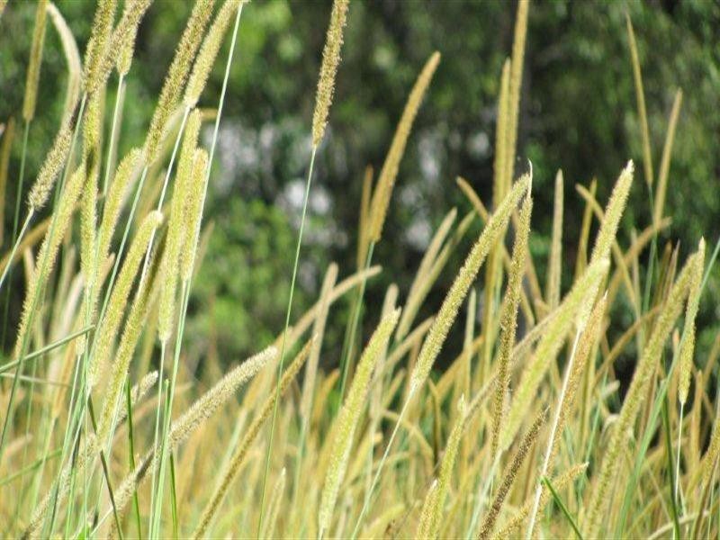 Lot 8 Mitchell’s Road, Valla NSW 2448