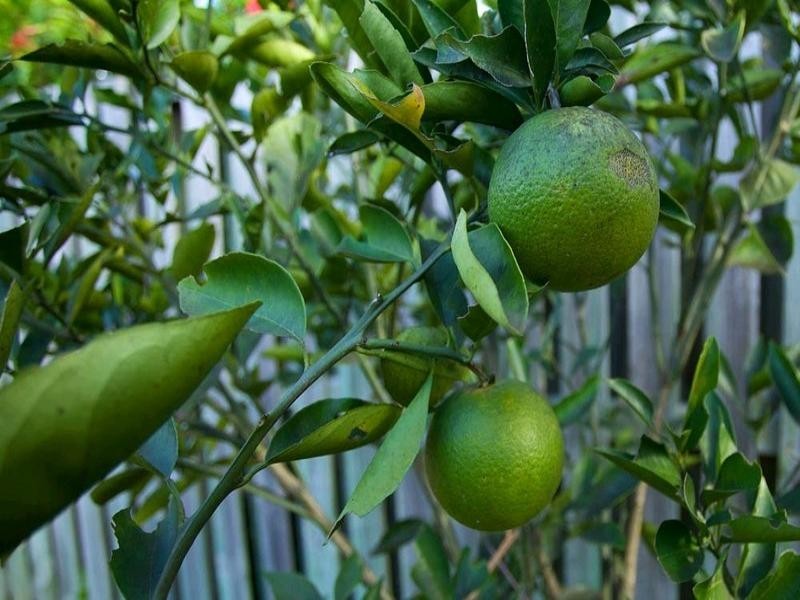 42 Samba Place, Underwood QLD 4119