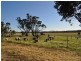 Lot 801 Yenellin Road, Pingelly WA 6308