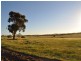 Lot 801 Yenellin Road, Pingelly WA 6308