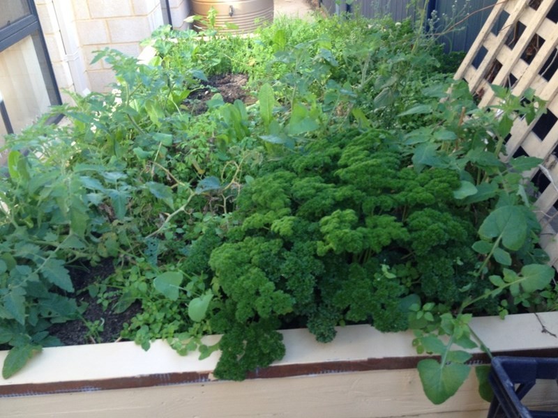 59 Crinia Drive, Baldivis WA 6171