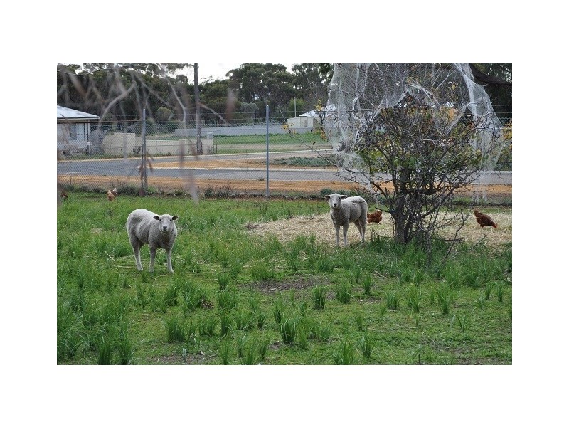 31 and 33 Stratford Street, Pingelly WA 6308