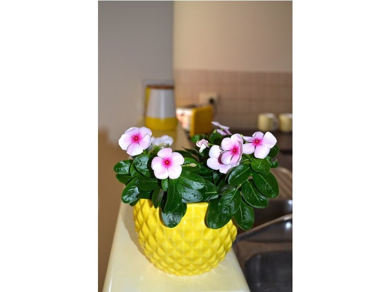 8/17 Bert Street, Gosnells WA 6110