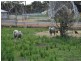 33 Stratford Street, Pingelly WA 6308