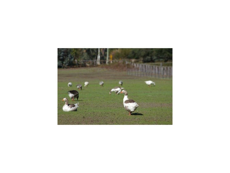 Lod 4027 Barrabup Road, Nannup WA 6275