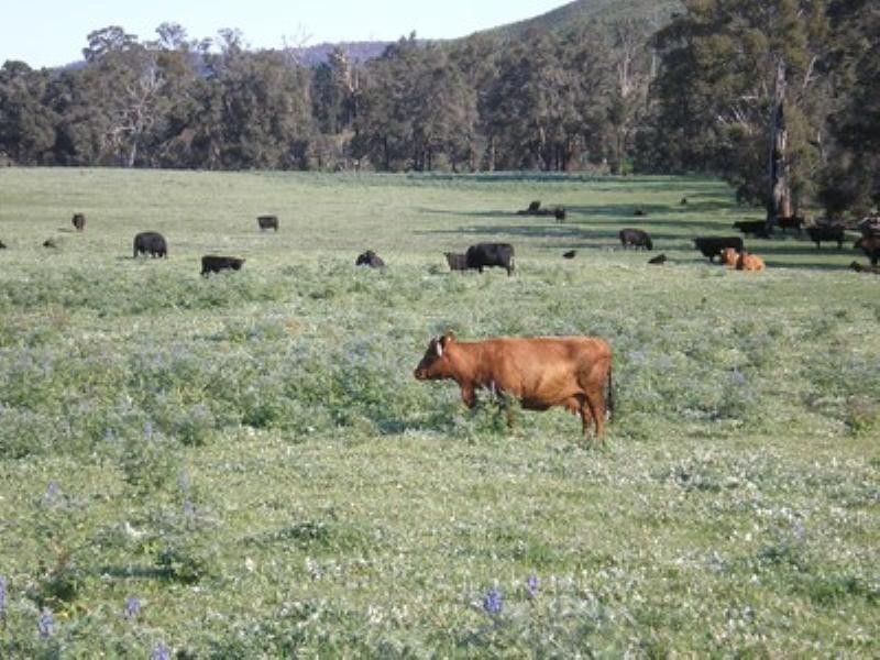 Lot 9525 dep pn 254378, Bridgetown WA 6255