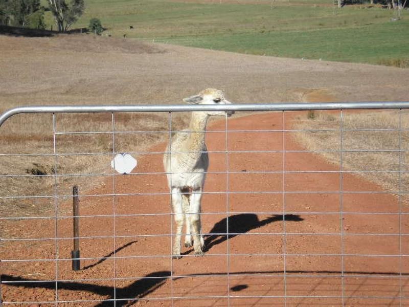 905 Gublers Road, Mullalyup WA 6252