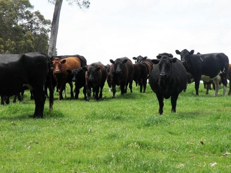 13102 Pneumonia, Nannup WA 6275