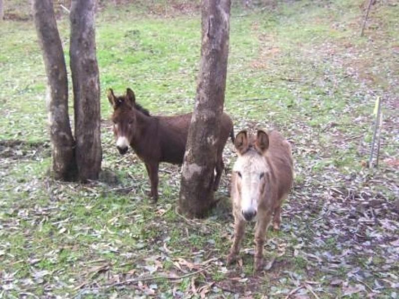 . Balingup Road, Nannup WA 6275