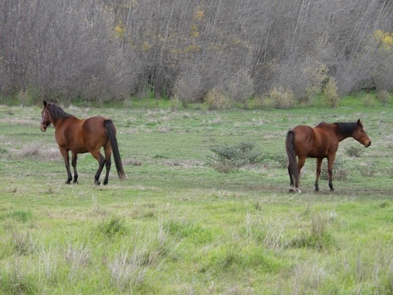 Lot 700 Higgins Street, Nannup WA 6275