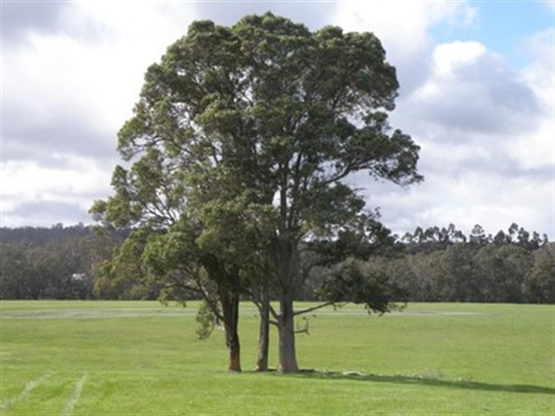 Lot 109 Dean Road, Nannup WA 6275