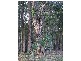 Lot 11075 Nelson Location, Nannup WA 6275