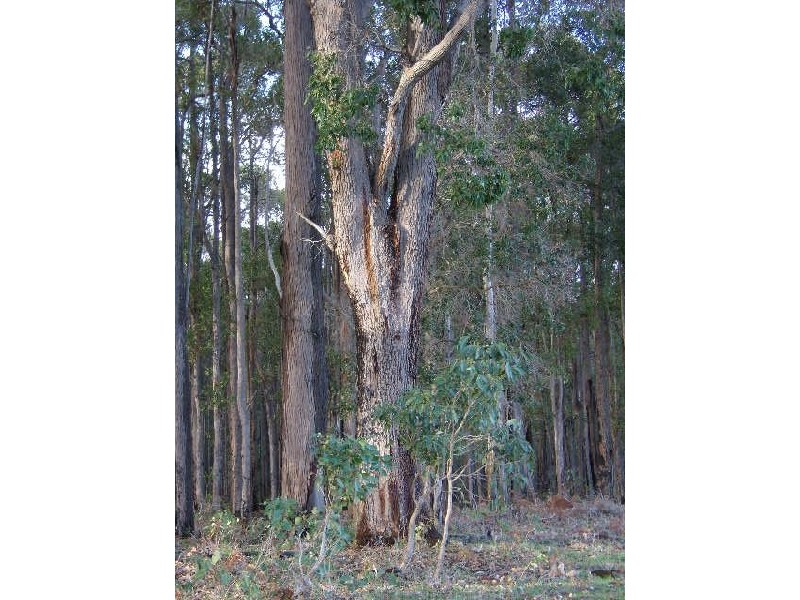 Lot 11075 Nelson Location, Nannup WA 6275